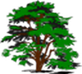 drzewa8a